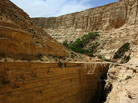 Из-за недавних наводнений национальный парк Эйн-Авдат закрыт для туристов