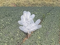 На территории Сдерота и двух региональных советов найдены связки воздушных шаров из Газы