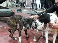 В округе а-Шарон задержан браконьер, житель Палестинской автономии