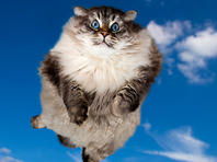 МАУ разрешила провозить в салоне самолета 