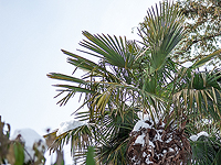 Во второй раз за сто лет в Багдаде выпал снег