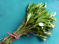 20-летний израильтянин осужден во Франции на два года тюрьмы за контрабанду ката