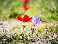 Весеннее цветение в Израиле. Фотогалерея