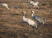 Приближение весны: первая стая аистов замечена в долине Хула