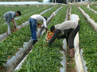 Израиль запрещает въезд таиландским рабочим