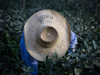 МВД продлило срок пребывания в Израиле гастарбайтеров из Таиланда