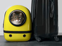 Кошки, летевшие в багаже, погибли: российская полиция  отказалась разбираться