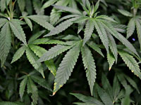 Бывший вратарь сборной Польши задержан в Нидерландах за выращивание конопли