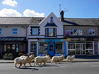 Козлы не признают карантина. Фоторепортаж из Уэльса