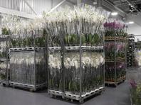 Полиция оштрафовала владельца фирмы по рассылке цветов за торговлю