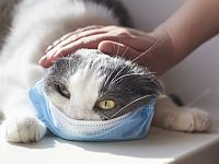 Китайские ученые обнаружили коронавирус у кошек в Ухане