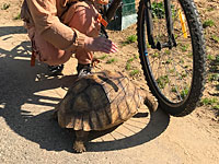 В Италии полиция оштрафовала женщину, которая выгуливала черепаху