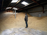 Россия приостановила экспорт зерновых до 1 июля