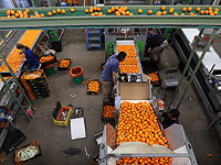 Финляндия вернула 8 партий израильских апельсинов из-за следов запрещенного удобрения