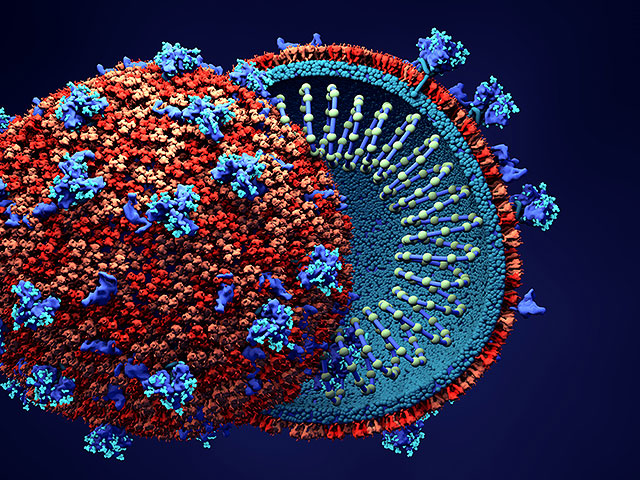 Беннет объявил, что израильские ученые создали антитело, побеждающее коронавирус