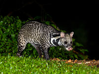 Исследователь о происхождении коронавируса: 