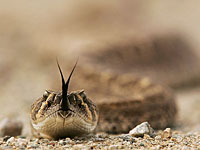 В кибуце Бейт а-Эмек гадюка укусила женщину, пострадавшая в тяжелом состоянии