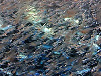 В Эйлатском заливе выявлена массовая гибель криля