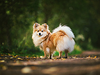 Суд Винницы приговорил мужчину к пяти годам тюрьмы за убийство собаки