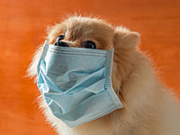 Исследования: собаки и хомяки могут заразиться Sars-CoV-2