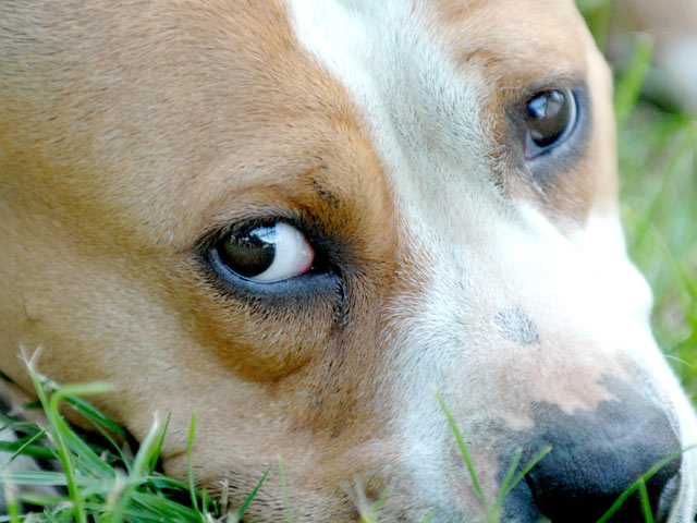 Минюст Украины выставляет на аукцион животных, отнятых у должников