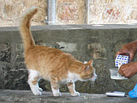 Антимонопольное управление против главного раввината: запрет на импорт 