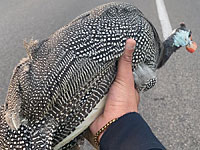 Сотрудники полиции поймали на 4-м шоссе индюшку, сбежавшую из зоопарка