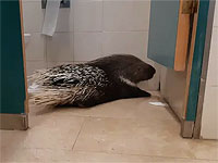 В Кнессете индийский дикобраз оккупировал общественный туалет