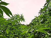 Полиция Турции уничтожила сотни тысяч кустов конопли