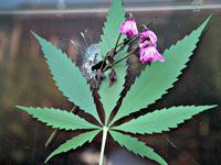 Известный французский гандболист арестован в Румынии за торговлю марихуаной