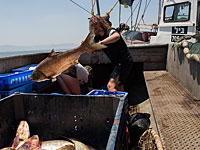 Минсельхоз Израиля сократил запрет на ловлю рыбы в Средиземном море в период нереста