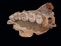 Переселенцы Ледникового периода: открытие израильтян пересматривает историю человечества