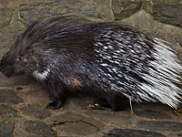 Жители Нетивота обнаружили в своей спальне дикобраза