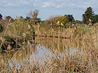 Ученые: коронавирус  способен жить в грязных водоемах до 25 дней