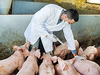 Китайские ученые обнаружили новый вирус, который может вызвать пандемию