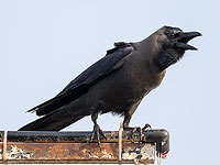 В Израиле разрешен отстрел блестящих воронов и серых ворон