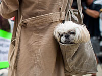 Как определить возраст вашей собаки: собачий год не идет за 7 человеческих