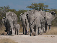 В Ботсване при таинственных обстоятельствах погибли сотни слонов