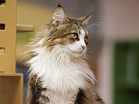 В Великобритании умер самый старый в мире кот