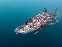 Китовая акула приблизилась к пляжу в Эйлате. Видео