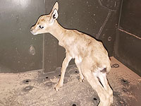 Около Иерусалима в автомобиле палестинских арабов был обнаружен олененок