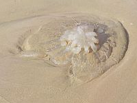 Концентрация медуз на израильском побережье Средиземного моря остается высокой