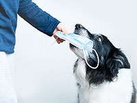 В ОАЭ задействуют собак-ищеек для выявления инфицированных COVID-19