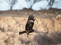Три жителя Негева оштрафованы за охоту на соколов