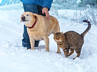 Кошки скорее были спутниками человека, а не домашними животными