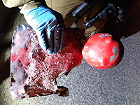 Разрешено к публикации: в лагере палестинских беженцев Джелазун задержаны трое террористов