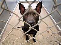 В России одобрен закон, запрещающий изъятие домашних питомцев за долги