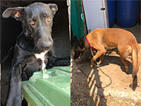 Полиция конфисковала собак, которых содержали на крыше здания в Тель-Авиве