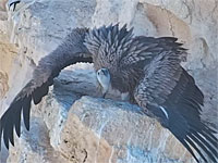 Израильские орнитологи при поддержке спецназа ЦАХАЛа вырастили грифа с помощью мультикоптера. Видео