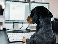 Домашние животные в вашей жизни. Новый опрос NEWSru.co.il